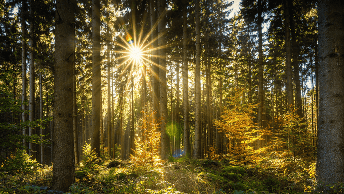 Sonnenstrahlen durchdringen einen dichten Wald und erzeugen eine warme, beruhigende Lichtstimmung – Symbol für natürliche Wärmetherapie und Entspannung